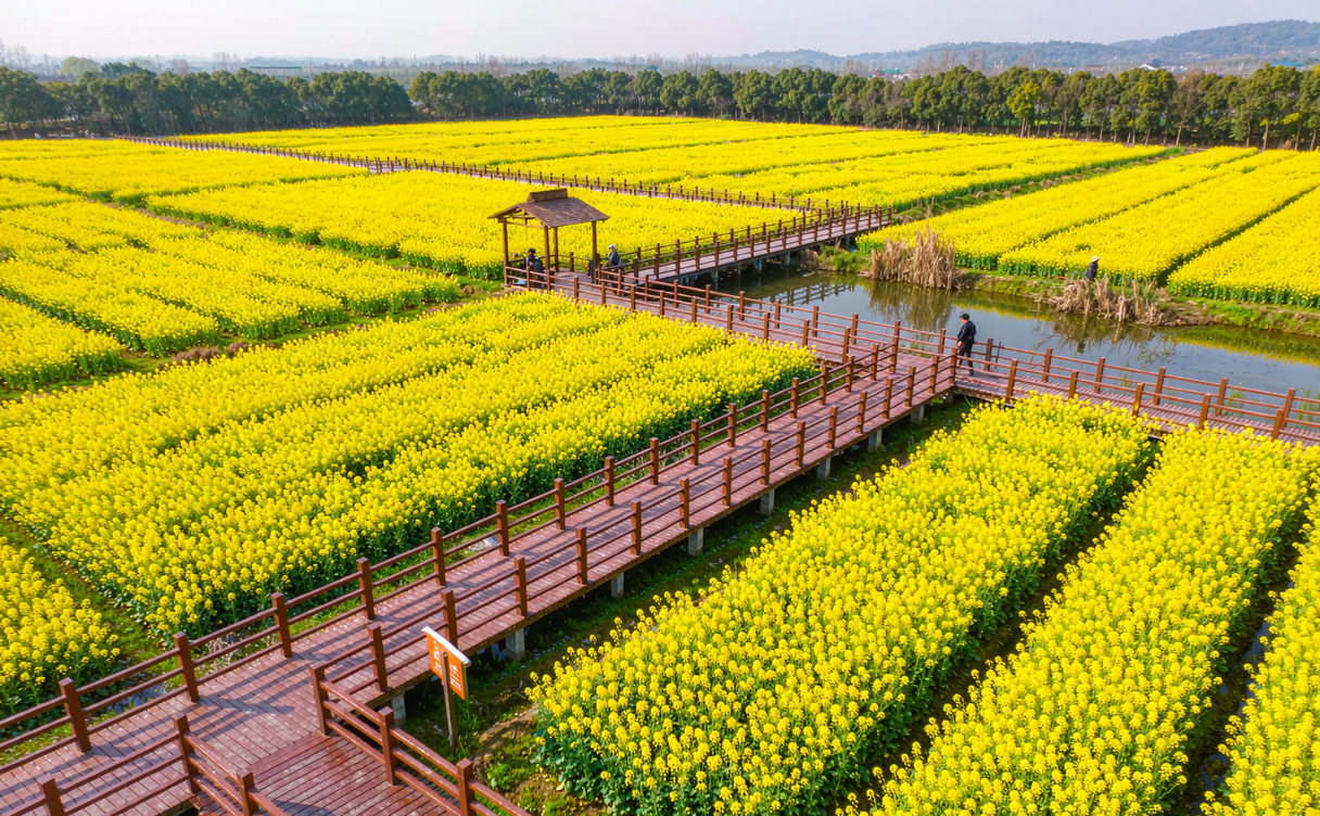 Wooden walkways through Xinghua's yellow rapeseed flower fields in spring