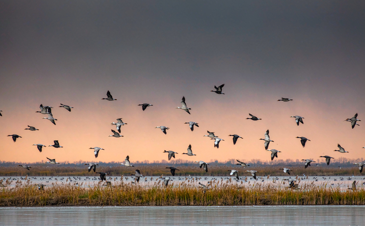 Migratory birds over the reed beds of Xingkai Lake at dawn