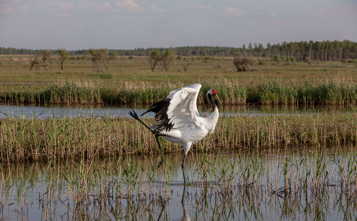 Red-crowned crane dancing in the reeds at Zhalong Heilongjiang China