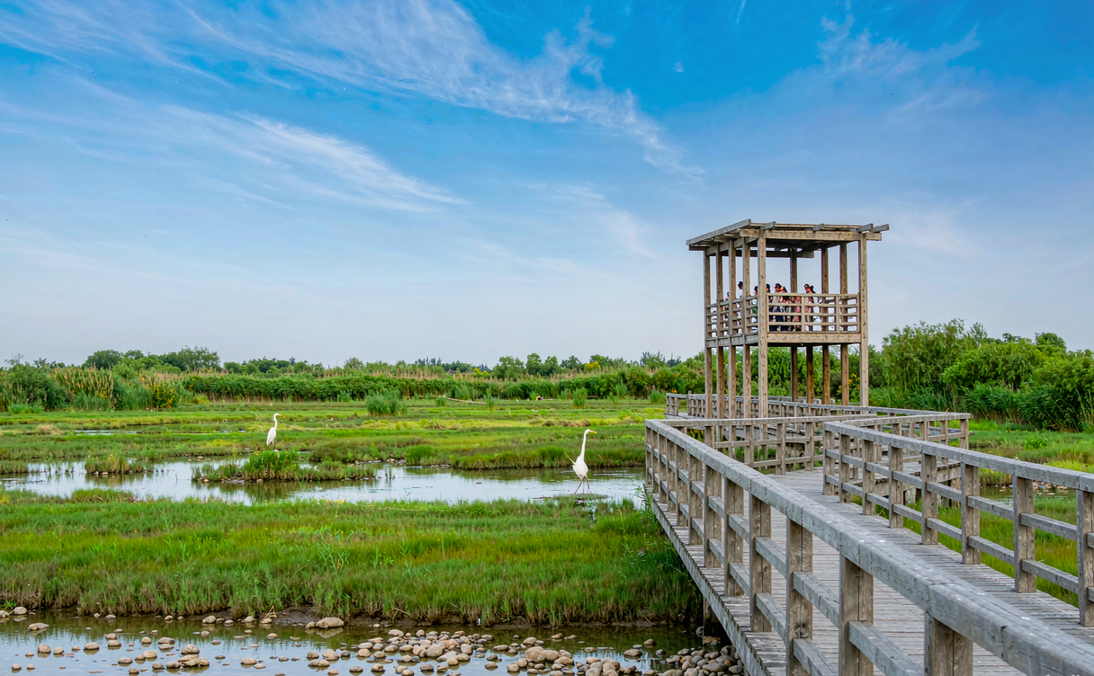 Boardwalk across Zhalong marsh with cranes and a wooden watchtower in Heilongjiang