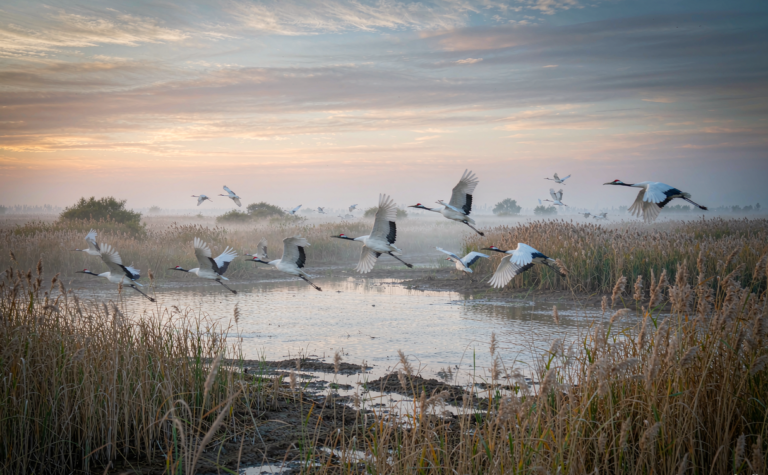 Zhalong, Heilongjiang: Red-Crowned Crane Wetland Reserve