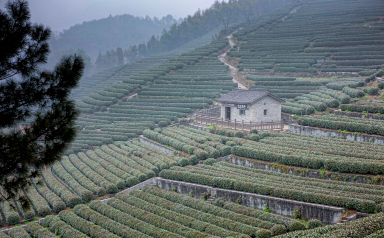 Anxi Travel Guide: Tieguanyin Tea Hills and Fujian’s Tea Horse Trails
