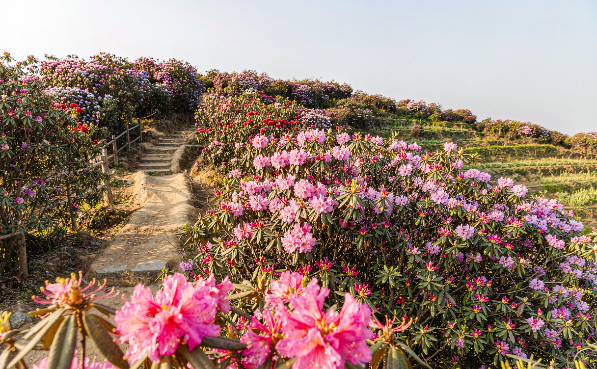 Baili azalea forest in bloom