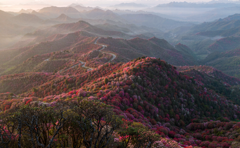 Baili Azalea Guide: Guizhou’s Sea of Wild Mountain Flowers