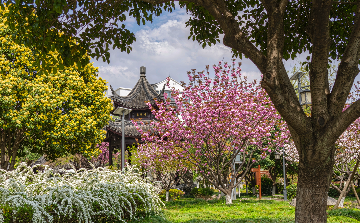 Spring flowers in Hangzhou West Lake, China