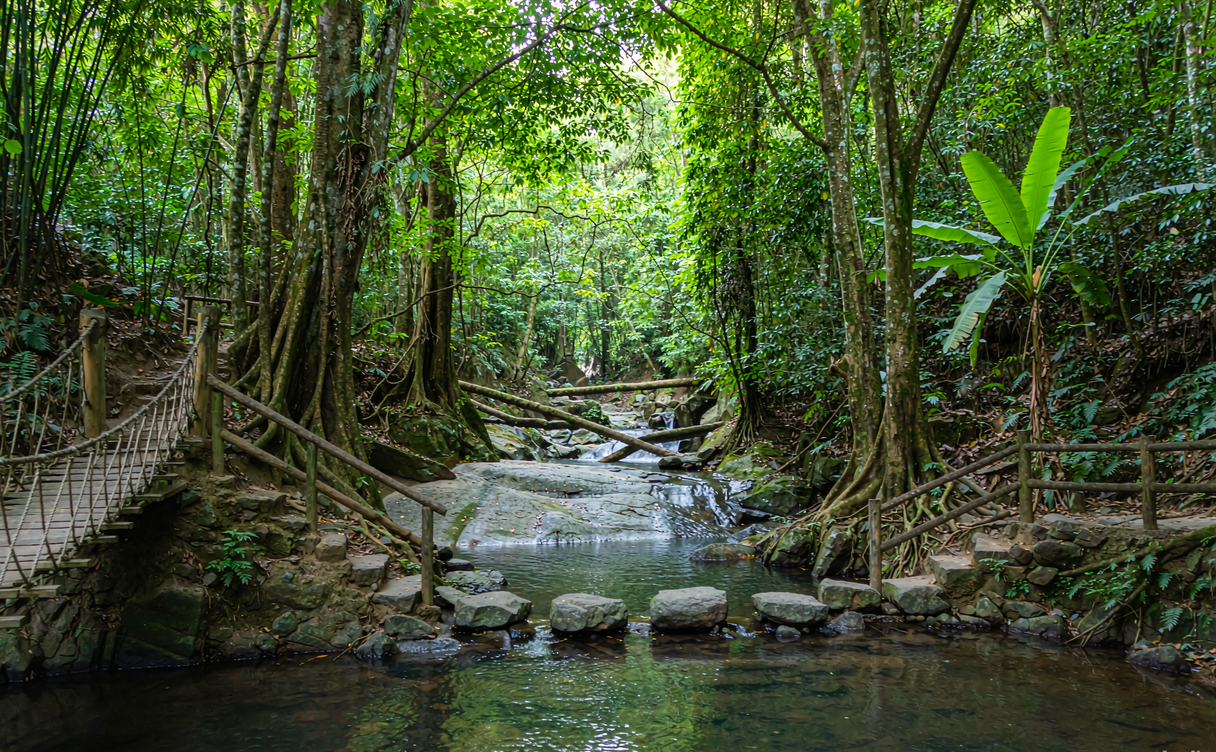 Gaoligong mist forest