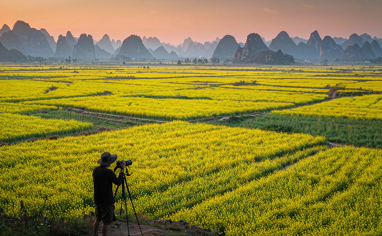 Jinjifeng terraced canola fields at sunrise in Luoping