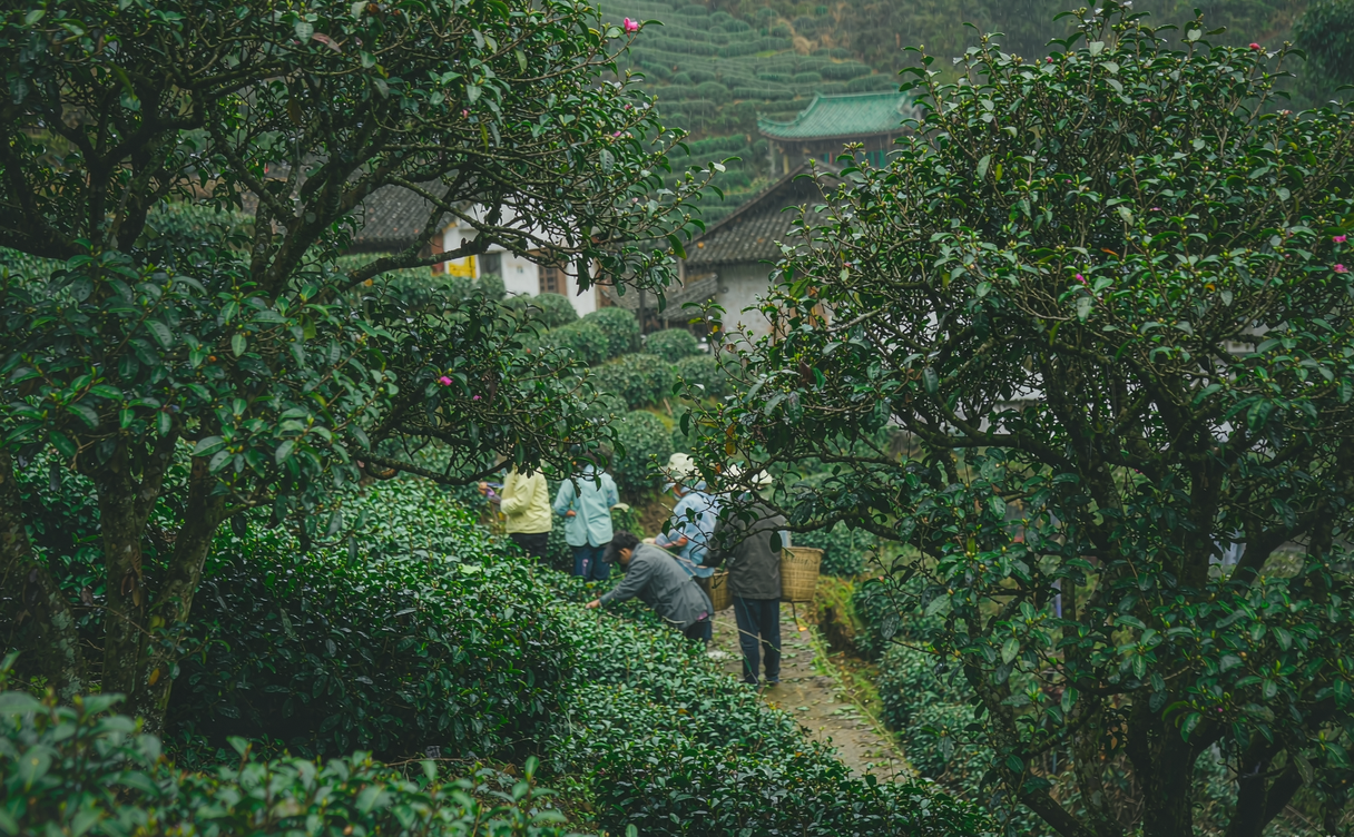Mengding Mountain tea terraces wrapped in morning mist
