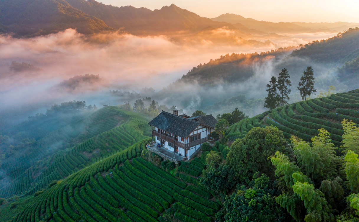 misty tea terraces at sunrise