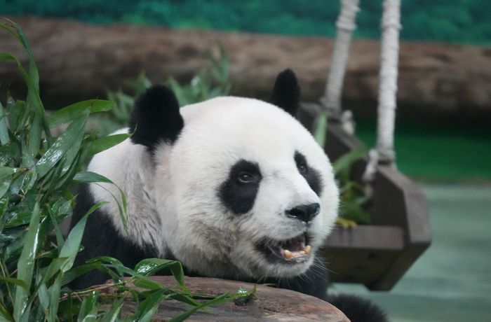 Giant Panda Breeding Base, Chengdu