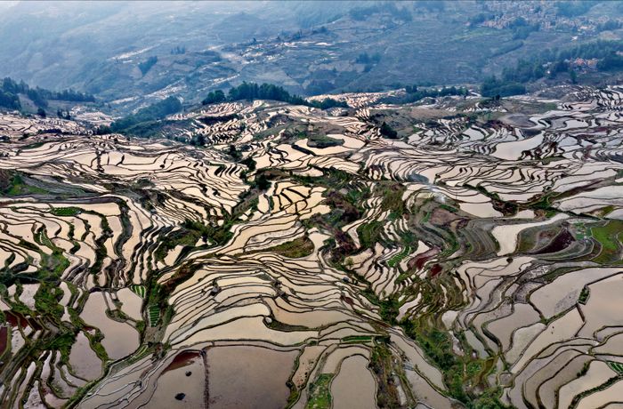 Yuanyang rice terraces in Yunnan