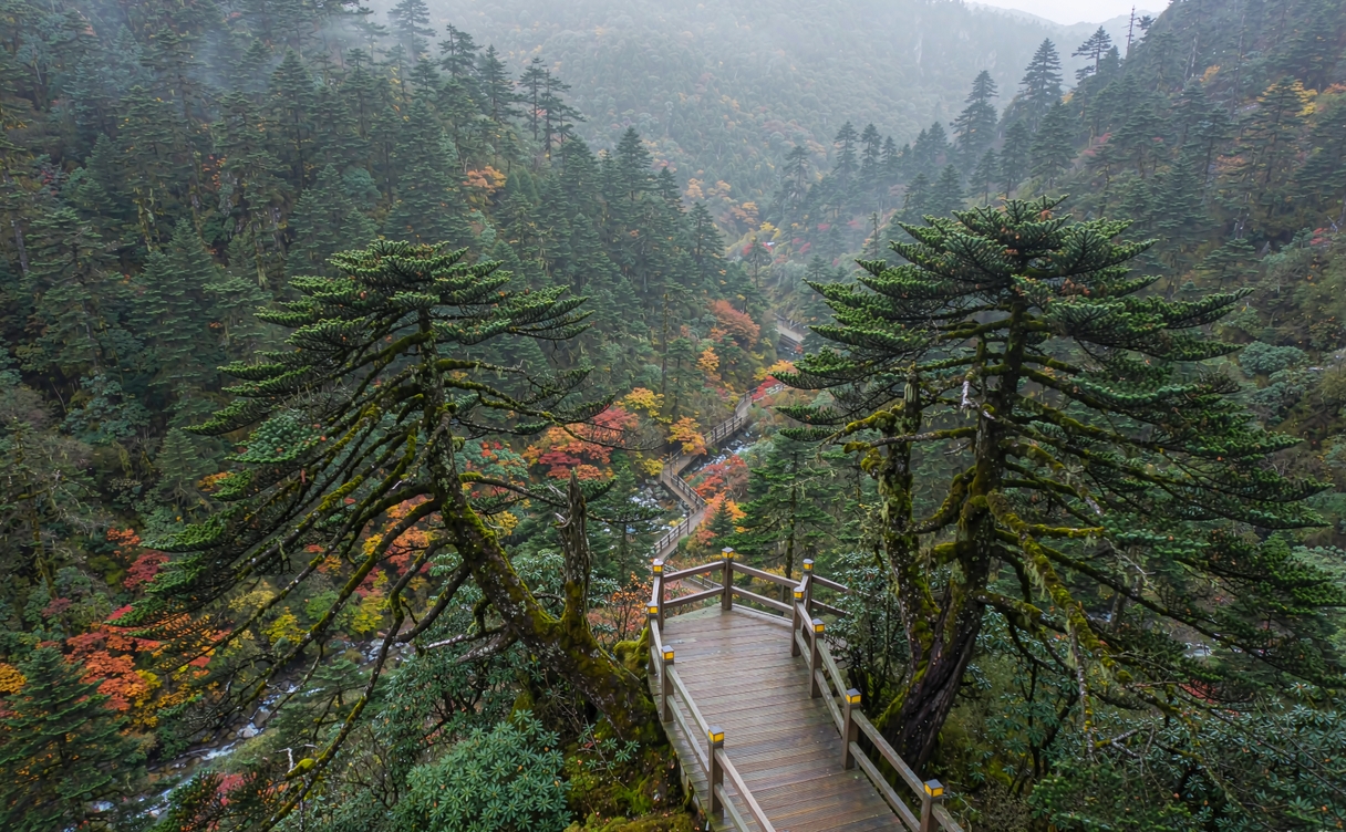 Hikers standing on a Qinling mountain ridge surrounded by morning cloud sea
