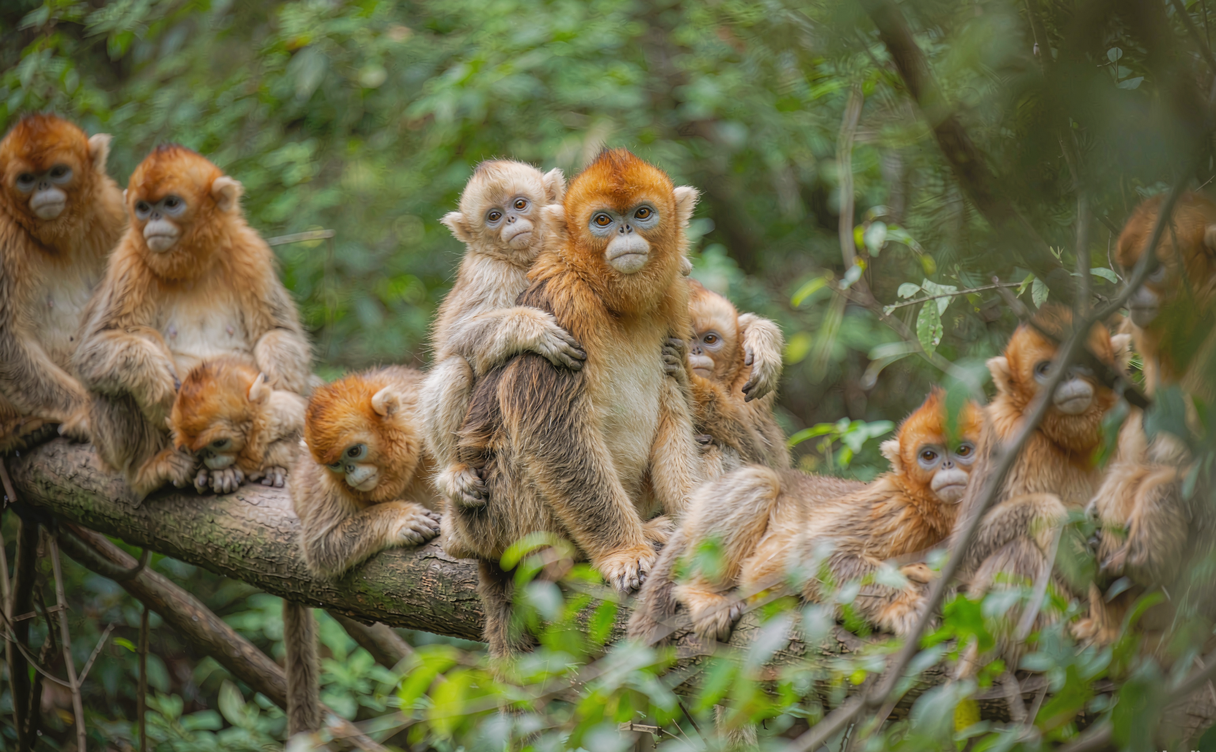 Golden snub-nosed monkey sitting on a tree branch in a Qinling forest