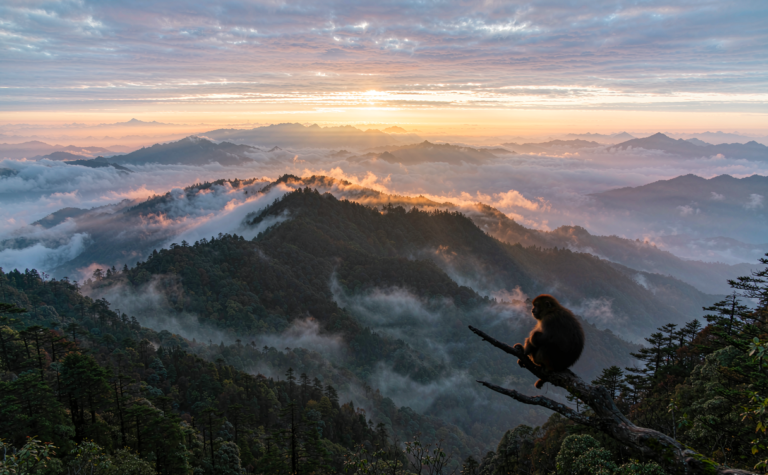 Qinling Mountains Guide: China’s ecological divide of cranes and cloud sea