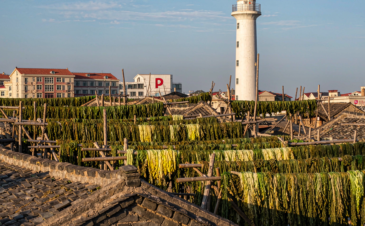 Kelp drying racks in a Shidao fishing village lane