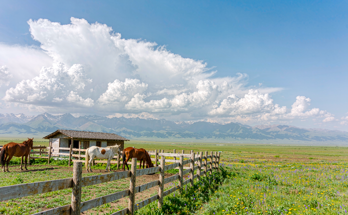 Shandan grassland horses