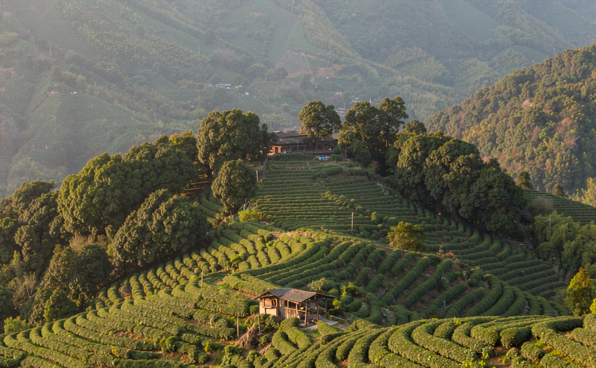 Terraced Wuyi rock tea gardens on mountain slopes at sunrise