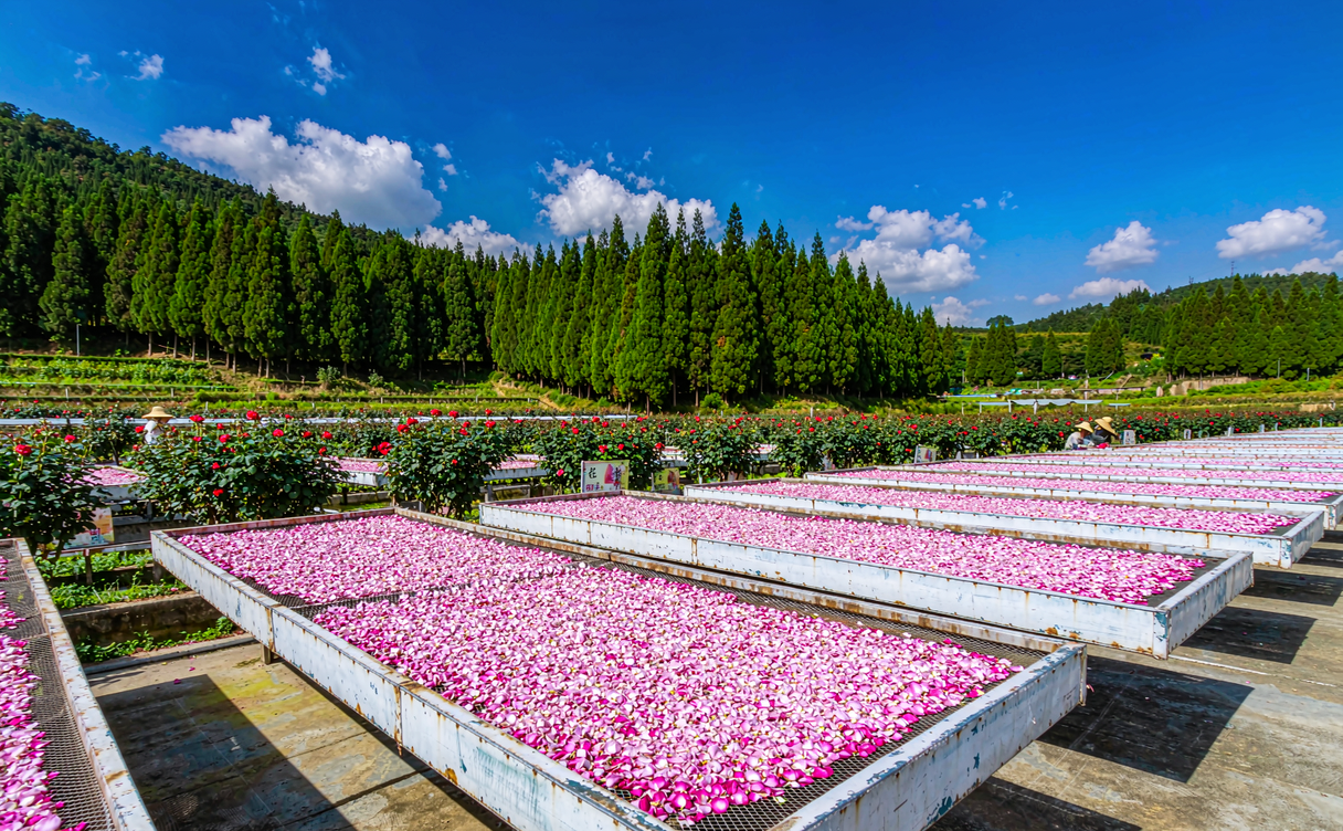 Yunnan rose floral cake farm